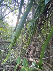 Selenicereus triangularis