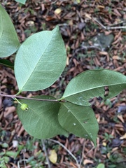 Eugenia pseudopsidium