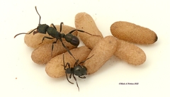 Diplocotes