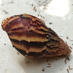 Lissachatina fulica
