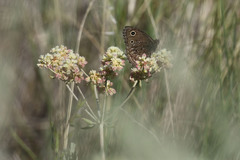 Cercyonis oetus