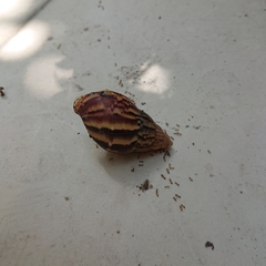 Lissachatina fulica