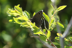 Cercyonis oetus