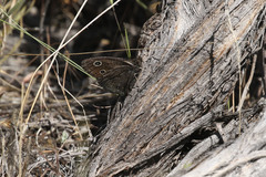 Cercyonis oetus