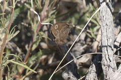 Cercyonis oetus