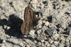 Cercyonis oetus