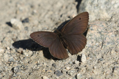 Cercyonis oetus