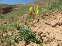 Astragalus cottonianus