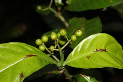 Psychotria mexiae