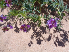 Astragalus allochrous