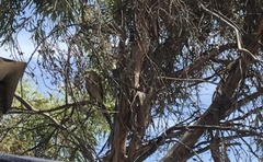 Accipiter cirrocephalus