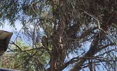 Accipiter cirrocephalus