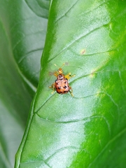 Agomadaranus