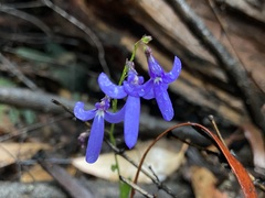 Lobelia dentata