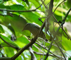 Phylloscopus reguloides
