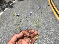 Phacelia breweri