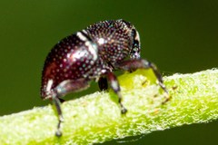 Trigonopterus zonatus