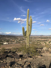 Carnegiea gigantea