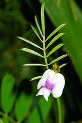 Tephrosia noctiflora
