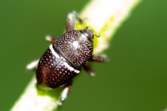 Trigonopterus zonatus