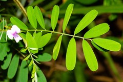 Tephrosia noctiflora