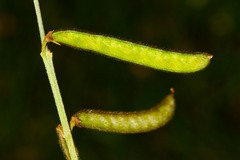 Tephrosia noctiflora