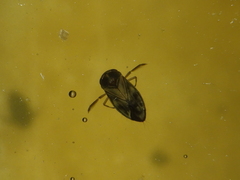Micronecta quadristrigata