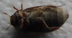 Attagenus