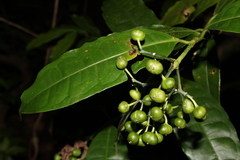 Faramea multiflora
