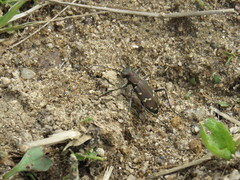 Cicindela gemmata