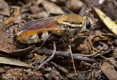 Apiocera maxima