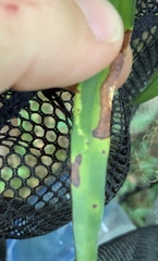 Peristoreus cruciger