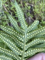 Polypodium calirhiza image