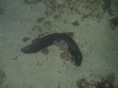 Holothuria leucospilota