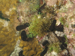 Echinozoa