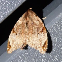 Androlymnia torsivena