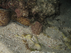 Gymnothorax annasona