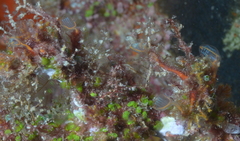 Clavelina detorta