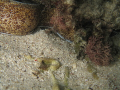 Gymnothorax annasona