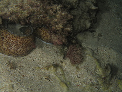 Gymnothorax annasona