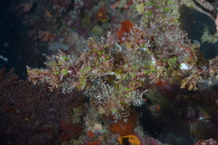 Clavelina detorta