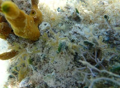 Malacoctenus macropus