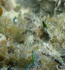 Malacoctenus macropus