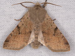Orthosia behrensiana