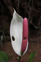 Anthurium monteverdense