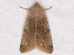 Orthosia behrensiana