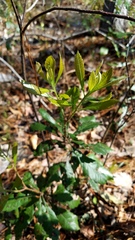 Morella caroliniensis