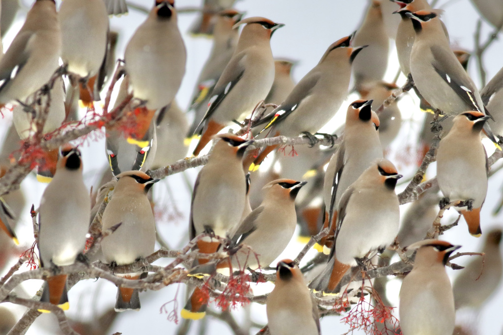 Waxwings