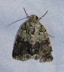 Blenina squamifera