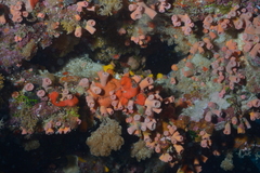 Cladopsammia gracilis